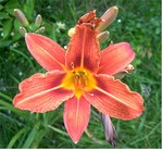 Photos Hemerocallis