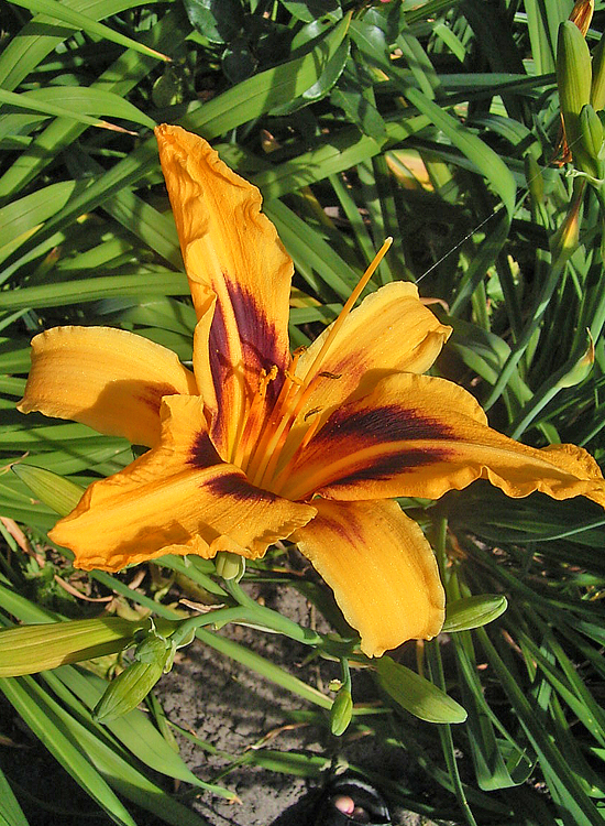 Foto Hemerocallis - 