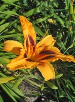 Photos Hemerocallis