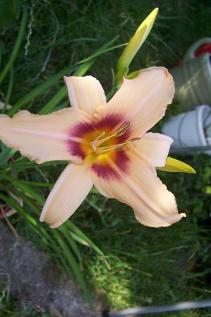 Photos Hemerocallis - Daylily