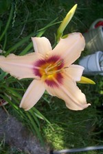 Hemerocallis - Garten-Taglilie, Beet-Taglilie Prairie Charmer