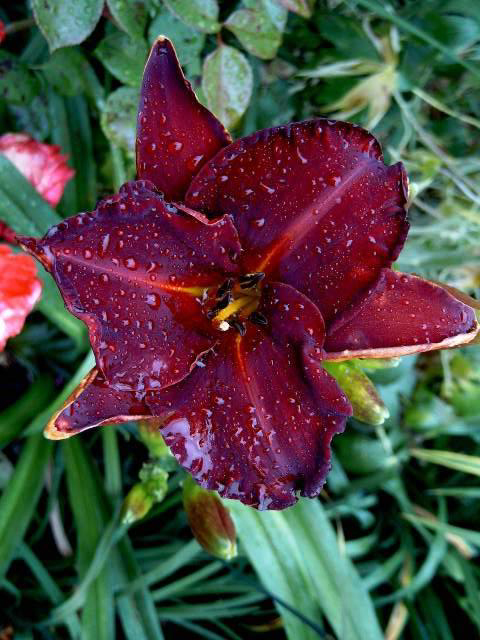 Photos Hemerocallis - Daylily