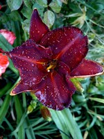 Photos Hemerocallis