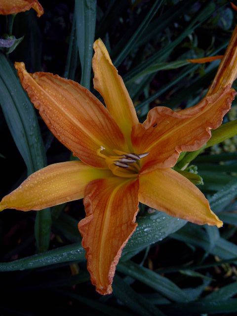 Foto Hemerocallis - 