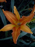 Hemerocallis - Garten-Taglilie, Beet-Taglilie Scorpio
