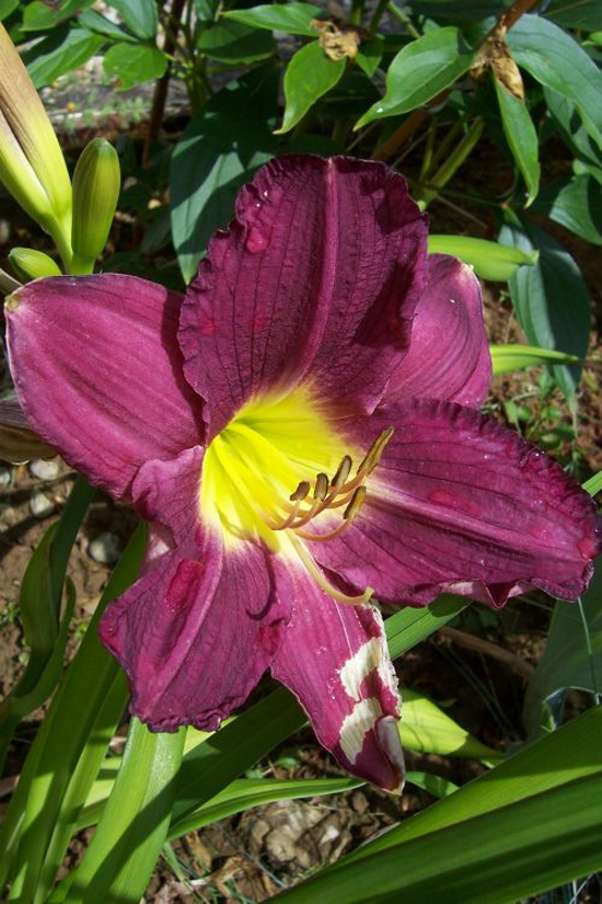 Photos Hemerocallis - Daylily