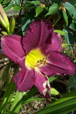 Foto Hemerocallis - Emerocallide