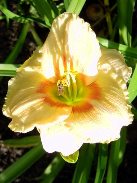 Photos Hemerocallis - Daylily