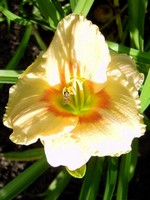 Hemerocallis - Garten-Taglilie, Beet-Taglilie Shiloam Ethel Smith