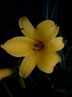 Hemerocallis - Garten-Taglilie, Beet-Taglilie Shooting Star