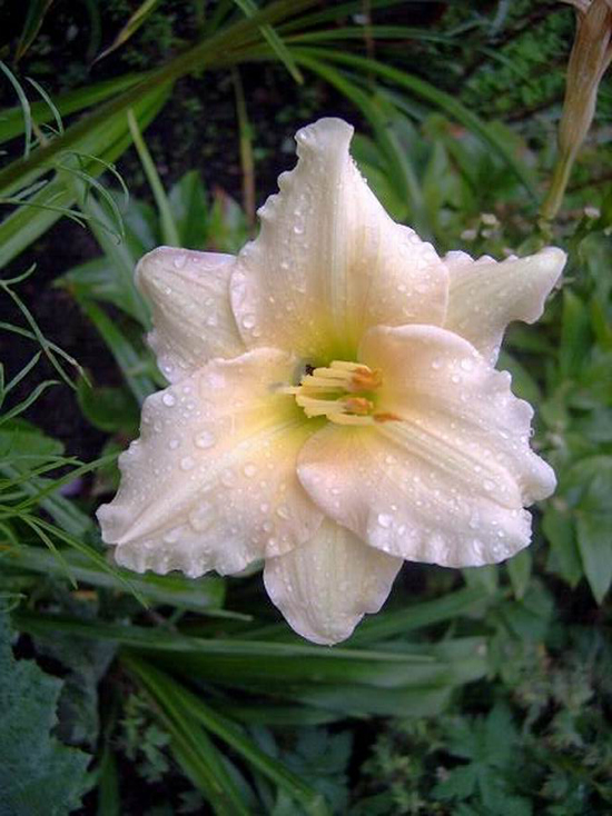 Photos Hemerocallis - Daylily