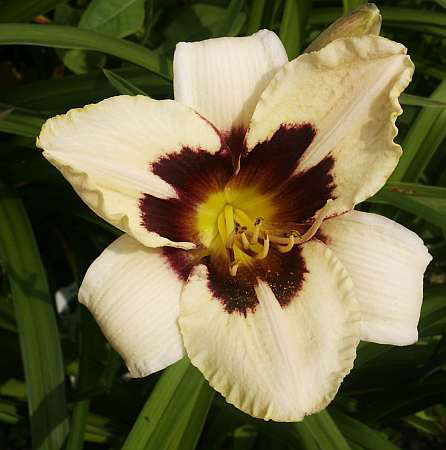 Photos Hemerocallis - Daylily