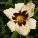 Photos Hemerocallis