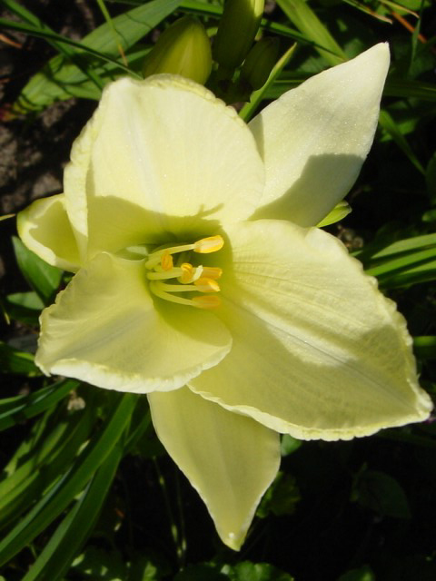 Photos Hemerocallis - Daylily
