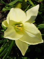 Photos Hemerocallis