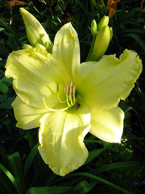 Photos Hemerocallis - Daylily