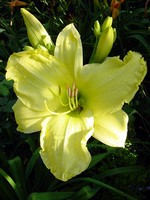 Hemerocallis - Garten-Taglilie, Beet-Taglilie So lovely