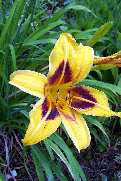 Photos Hemerocallis - Daylily
