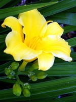 Photos Hemerocallis