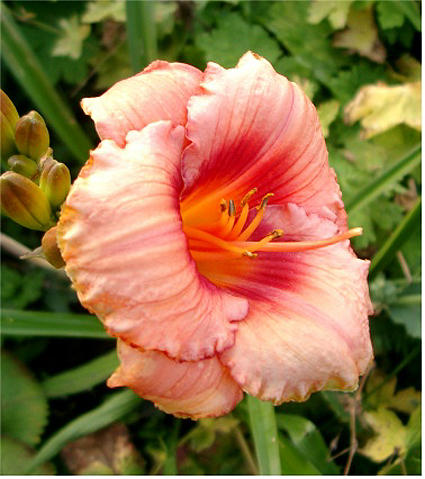 Photos Hemerocallis - 