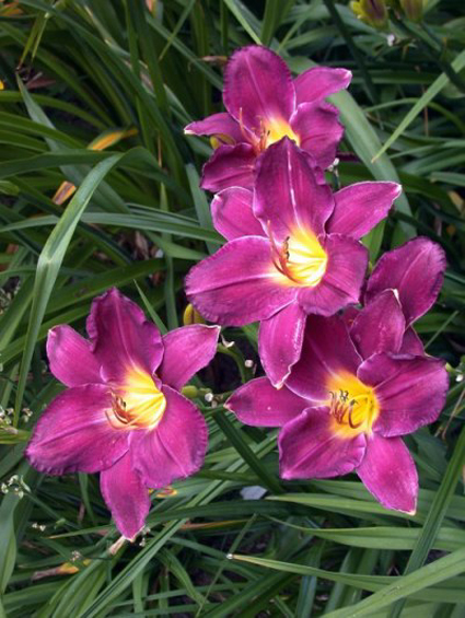 Photos Hemerocallis - Daylily