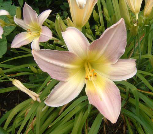 Photos Hemerocallis - Daylily