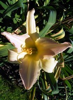 Photos Hemerocallis