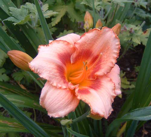 Foto Hemerocallis - 