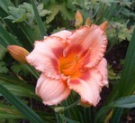 Hemerocallis - Garten-Taglilie, Beet-Taglilie Topaz