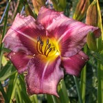 Hemerocallis - Garten-Taglilie, Beet-Taglilie Trahlyta