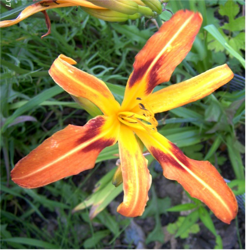 Foto Hemerocallis - 