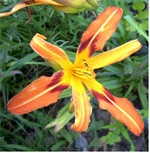 Photos Hemerocallis