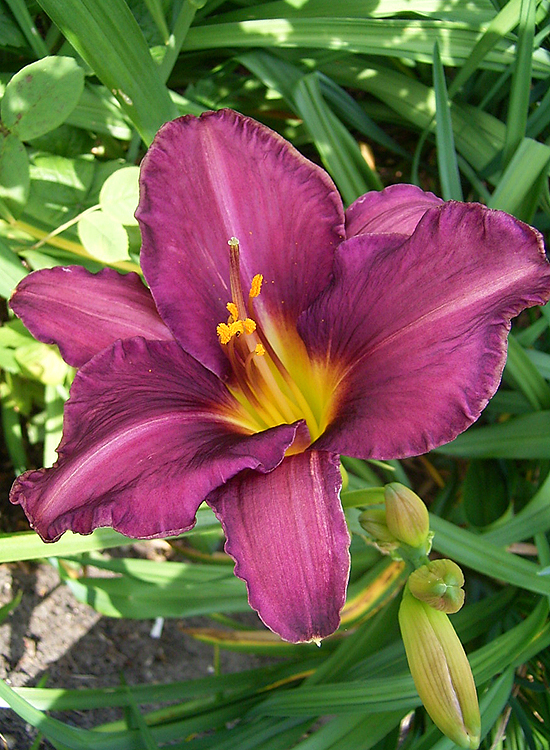 Photos Hemerocallis - Daylily