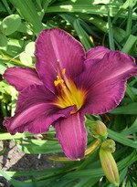 Hemerocallis - Garten-Taglilie, Beet-Taglilie Velvet Shadow