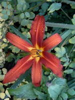 Photos Hemerocallis