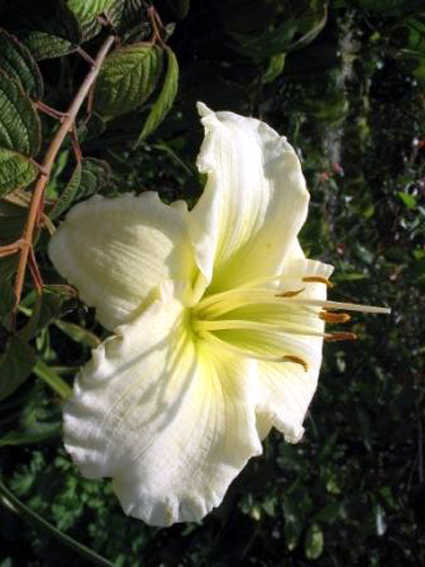 Photos Hemerocallis - Daylily