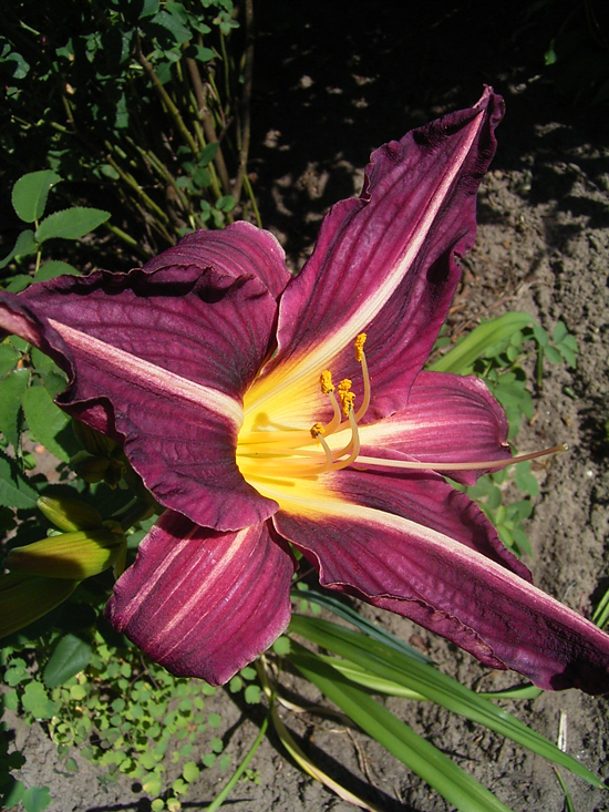 Photos Hemerocallis