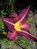 Photos Hemerocallis