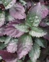 Hemigraphis repanda