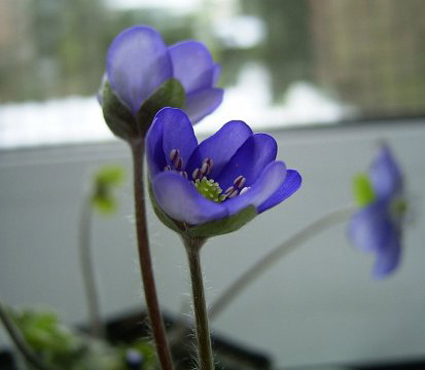 Foto Hepatica nobilis - 