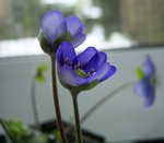Hepatica nobilis - Garten-Leberbl�mchen Athesia