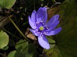 Hepatica nobilis - Heimisches Leberbl�mchen