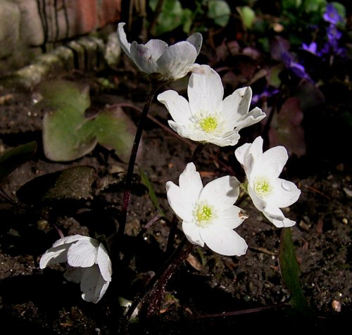 Photos Hepatica nobilis - 