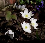 Photos Hepatica nobilis