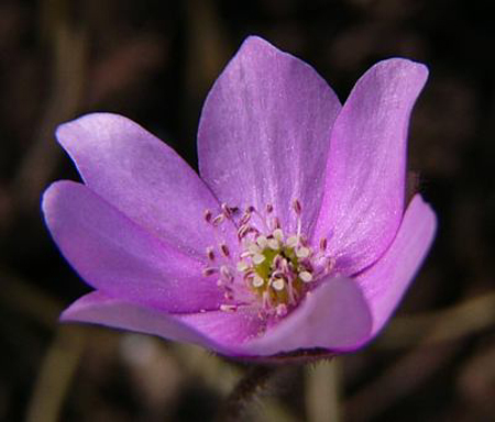 Photos Hepatica nobilis - 