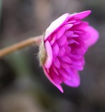 Foto Hepatica nobilis - Fegatella