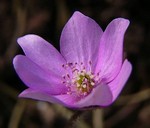 Photos Hepatica nobilis