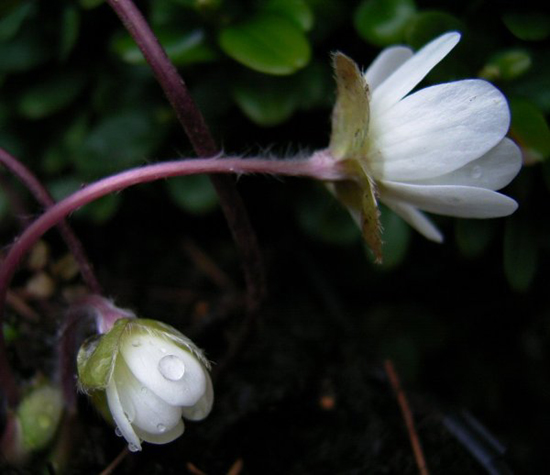 Photos Hepatica pyrenaica - 