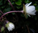 Hepatica pyrenaica - 