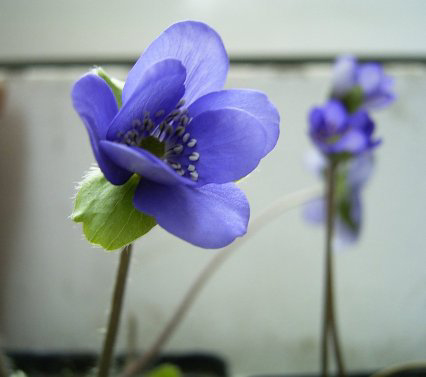 Photos Hepatica transsylvanica - 